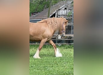 Tinker, Jument, 5 Ans, Alezan brûlé