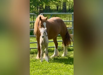 Tinker, Jument, 5 Ans, Alezan brûlé