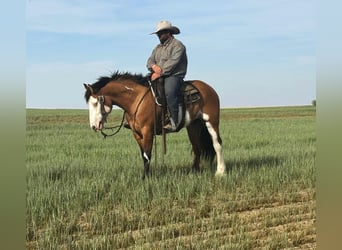 Tinker Croisé, Jument, 5 Ans, Pinto
