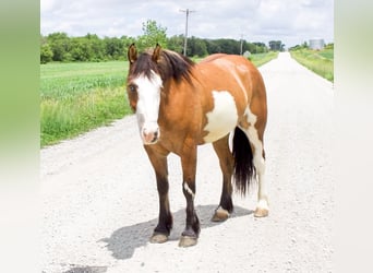 Tinker Croisé, Jument, 5 Ans, Pinto