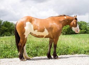 Tinker Croisé, Jument, 5 Ans, Pinto