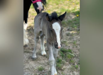 Tinker, Jument, 6 Ans, 120 cm, Pinto