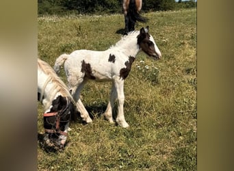 Tinker, Jument, 6 Ans, 130 cm, Pinto