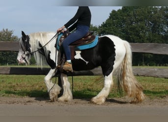 Tinker, Jument, 6 Ans, 131 cm, Pinto