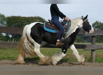 Tinker, Jument, 6 Ans, 131 cm, Pinto
