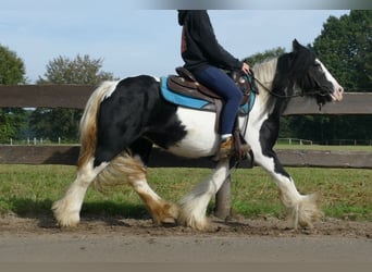 Tinker, Jument, 6 Ans, 132 cm, Pinto