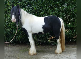 Tinker, Jument, 6 Ans, 132 cm, Pinto