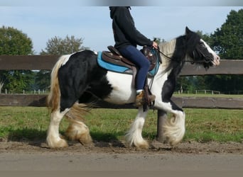 Tinker, Jument, 6 Ans, 132 cm, Pinto