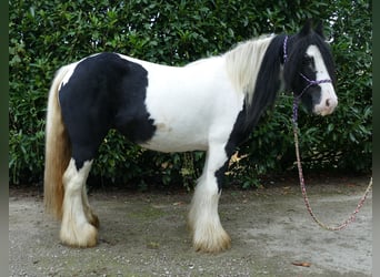 Tinker, Jument, 6 Ans, 132 cm, Pinto