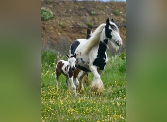 Tinker, Jument, 6 Ans, 132 cm, Pinto