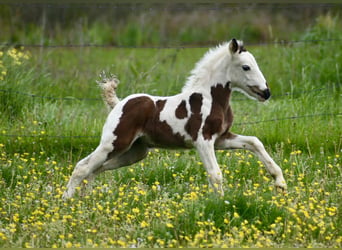Tinker, Jument, 6 Ans, 132 cm, Pinto