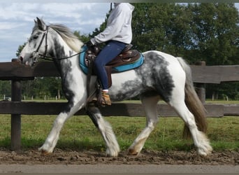 Tinker, Jument, 6 Ans, 135 cm, Pinto