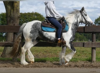 Tinker, Jument, 6 Ans, 135 cm, Pinto