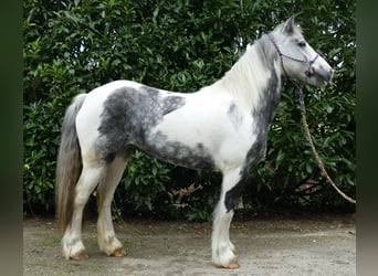 Tinker, Jument, 6 Ans, 135 cm, Pinto