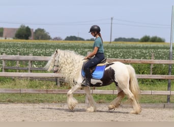 Tinker, Jument, 6 Ans, 135 cm, Pinto
