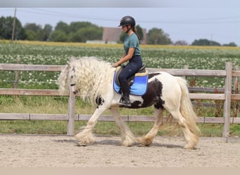 Tinker, Jument, 6 Ans, 135 cm, Pinto