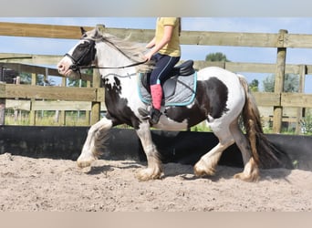 Tinker, Jument, 6 Ans, 139 cm, Tobiano-toutes couleurs