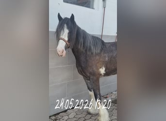 Tinker, Jument, 6 Ans, 140 cm, Rouan Bleu