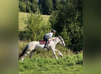 Tinker, Jument, 6 Ans, 148 cm, Palomino
