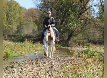 Tinker Croisé, Jument, 6 Ans, 157 cm