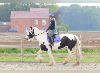 Tinker, Jument, 6 Ans, 160 cm, Pinto
