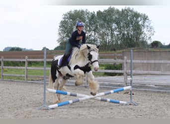 Tinker, Jument, 6 Ans, 160 cm, Pinto
