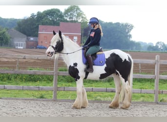 Tinker, Jument, 6 Ans, 160 cm, Pinto