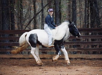 Tinker, Jument, 6 Ans, Rouan Bleu