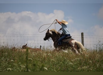 Tinker Croisé, Jument, 7 Ans, 112 cm, Rouan Bleu