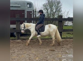 Tinker, Jument, 7 Ans, 128 cm