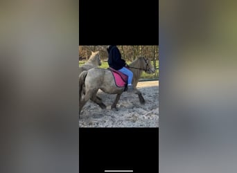 Tinker, Jument, 7 Ans, 129 cm, Champagne