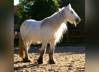 Tinker, Jument, 7 Ans, 130 cm, Gris