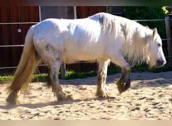 Tinker, Jument, 7 Ans, 130 cm, Gris