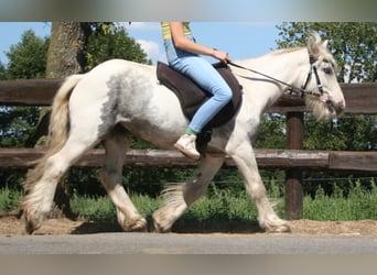 Tinker, Jument, 7 Ans, 130 cm, Pinto