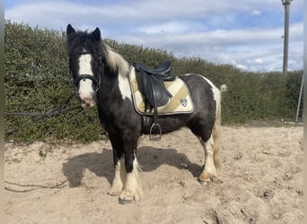 Tinker, Jument, 7 Ans, 130 cm