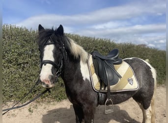Tinker, Jument, 7 Ans, 130 cm