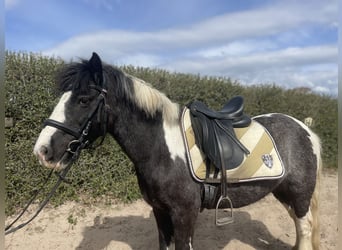 Tinker, Jument, 7 Ans, 130 cm