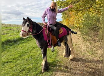 Tinker, Jument, 7 Ans, 131 cm, Pinto