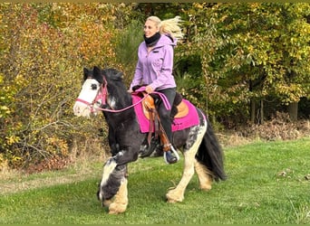 Tinker, Jument, 7 Ans, 131 cm, Pinto