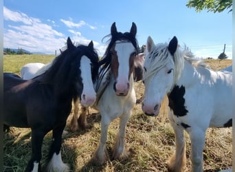Tinker, Jument, 7 Ans, 135 cm, Pinto