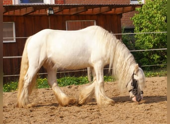 Tinker, Jument, 7 Ans, 135 cm, Pinto