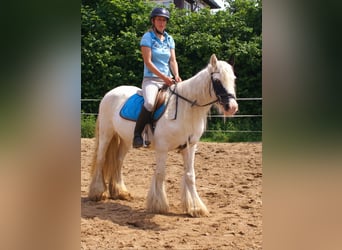 Tinker, Jument, 7 Ans, 135 cm, Pinto