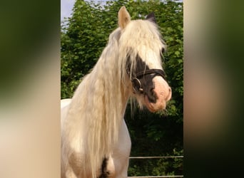 Tinker, Jument, 7 Ans, 135 cm, Pinto