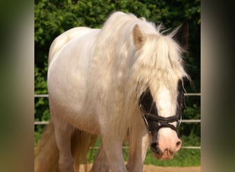 Tinker, Jument, 7 Ans, 135 cm, Pinto