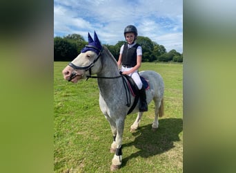 Tinker, Jument, 7 Ans, 135 cm, Rouan Bleu