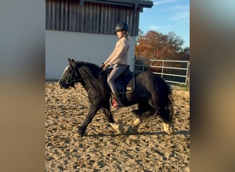 Tinker, Jument, 7 Ans, 137 cm, Noir