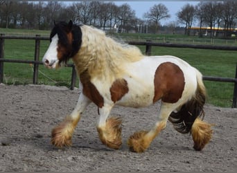 Tinker, Jument, 7 Ans, 142 cm, Perle
