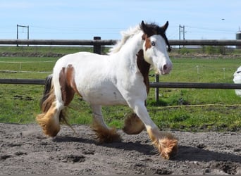 Tinker, Jument, 7 Ans, 142 cm, Perle