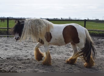 Tinker, Jument, 7 Ans, 142 cm, Perle