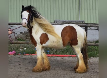 Tinker, Jument, 7 Ans, 142 cm, Perle